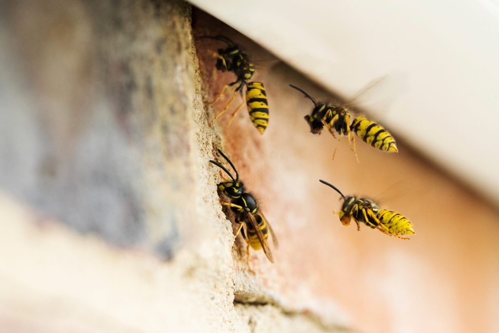 Wirral Wasp Nest Removal