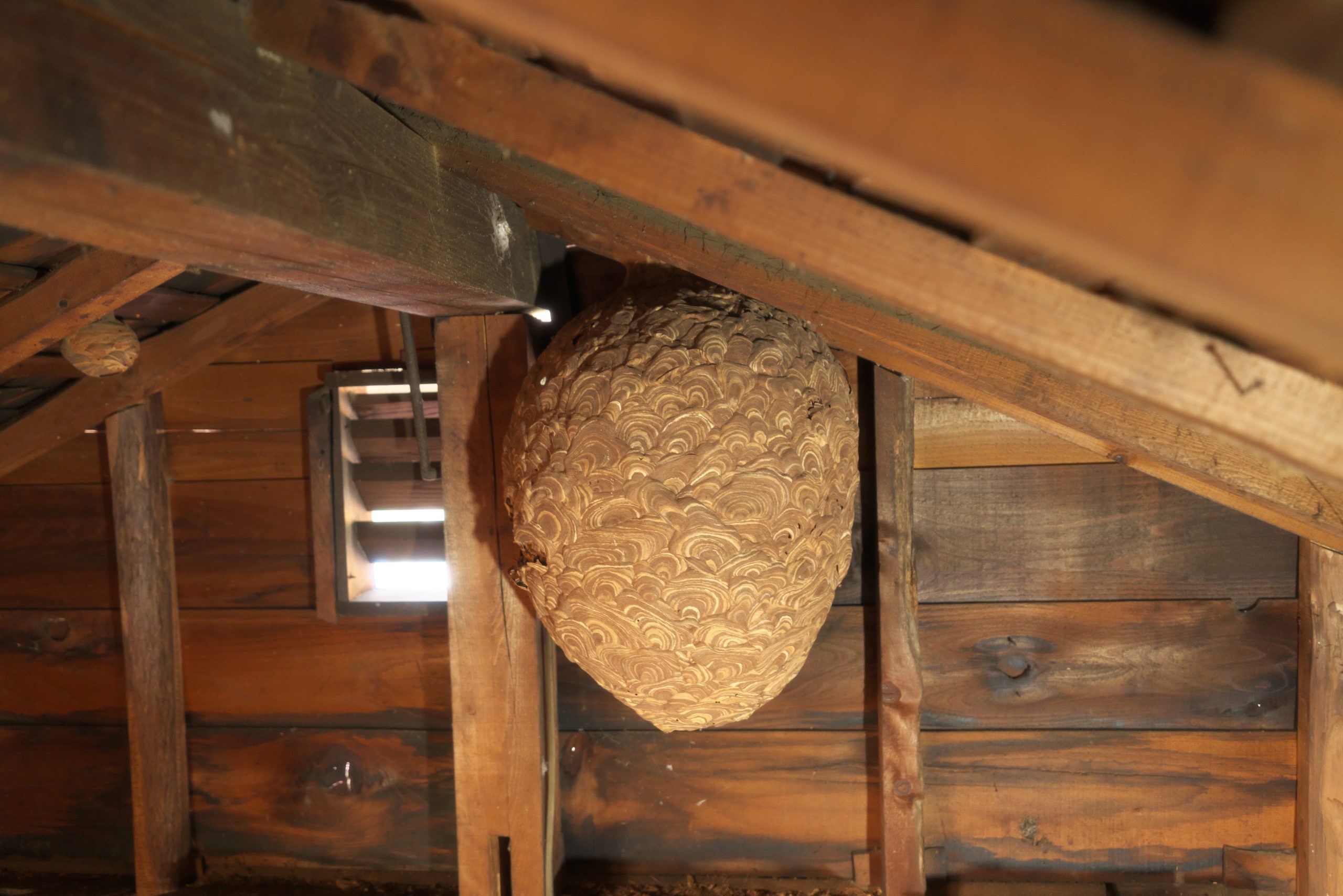 Wirral Wasp Nest Removal, about