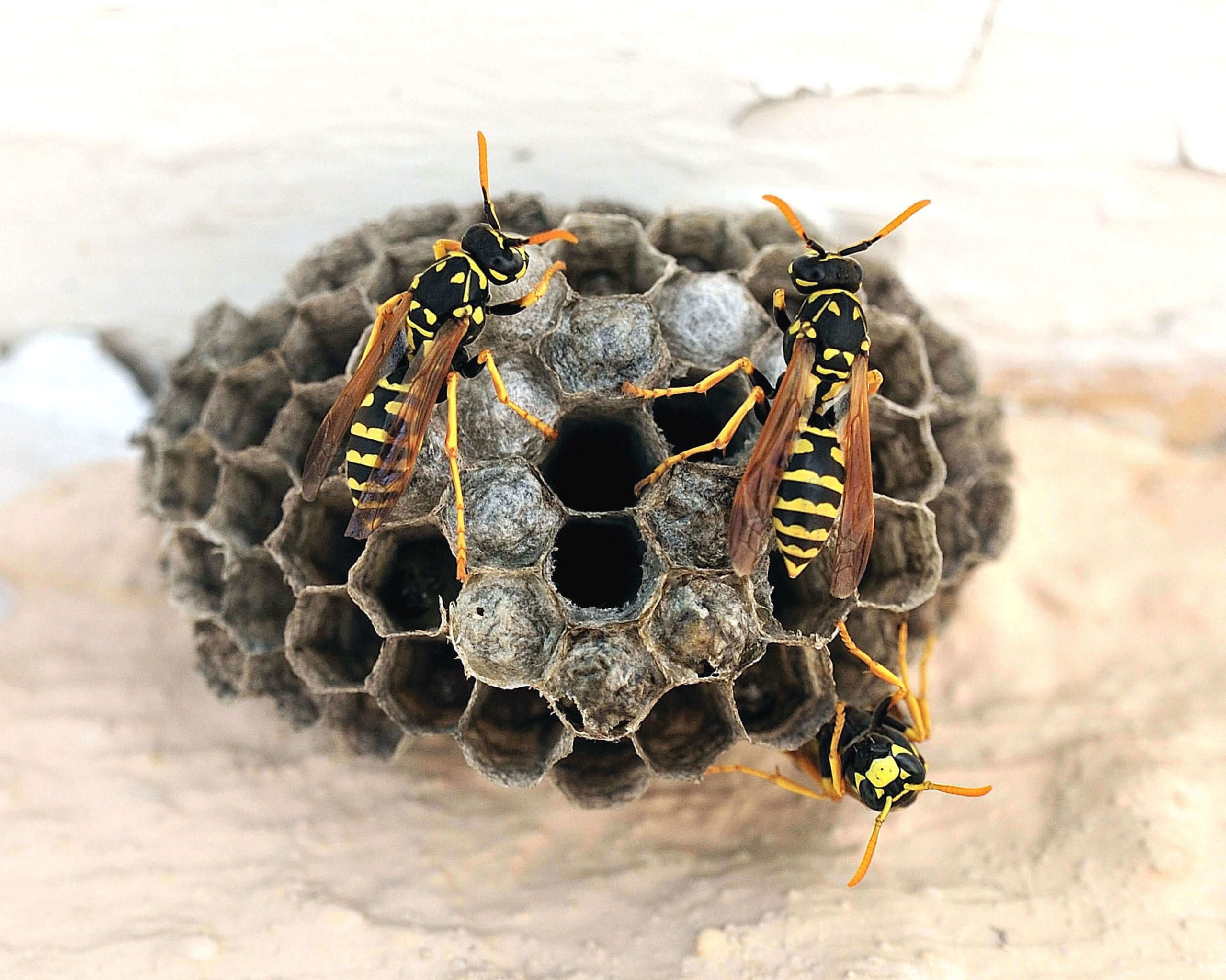 Wirral Wasp Nest Removal